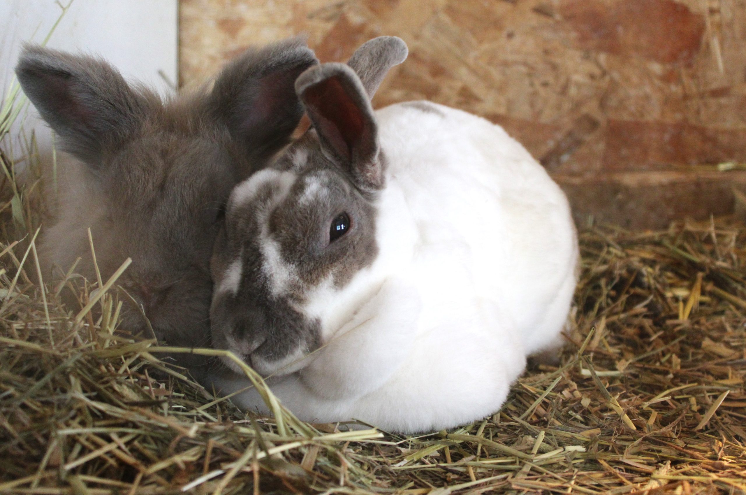 Deux lapins, l'un blanc et gris et l'autre tout gris, sont couchés et collés l'un contre l'autre. Ceux-ci ont été posé à la Ferme Lyne et Sylvain lors d'une virée au Témiscamingue.